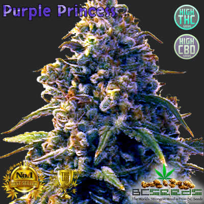 Purple princess seeds