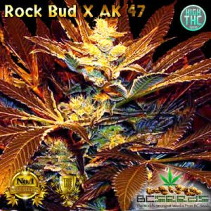 Rock Bud X AK 47