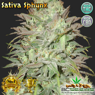 Sativa Sphynx Egyptian Cannabis