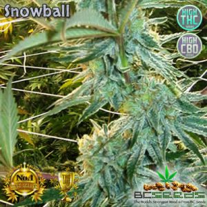 Snowball Bud