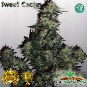 Cactus Sweet Bud BC Seeds