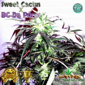 Sweet Cactus x Da Purps