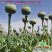 Turkish Opium Poppy Seeds
