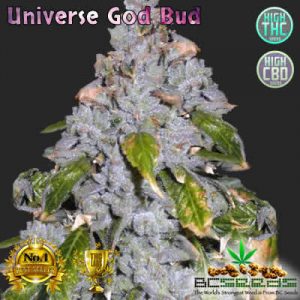 Universe God Bud