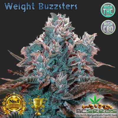 Weight BuZZsters Bud