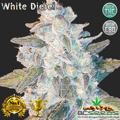 White Diesel Bud