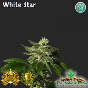 White Star Bud