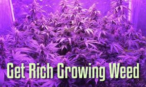 Get Rich Growing Weed