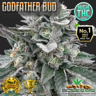 16 points Growers need To Know About Cheap Godfather OG Seeds