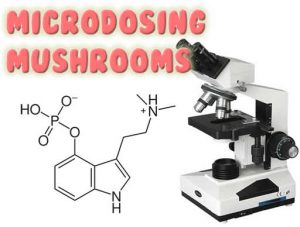 Microdosing Mushrooms