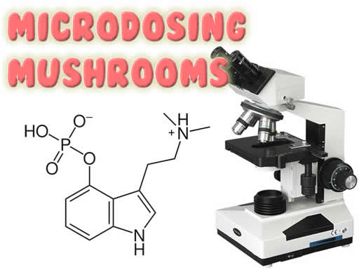 Microdosing Mushrooms
