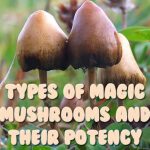 Types Of Magic Mushrooms And Their Potency