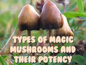 Types Of Magic Mushrooms And Their Potency