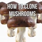 How To Clone Mushrooms