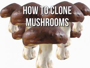 cloning mushrooms