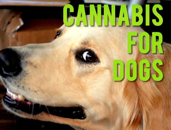 Cannabis For Dogs