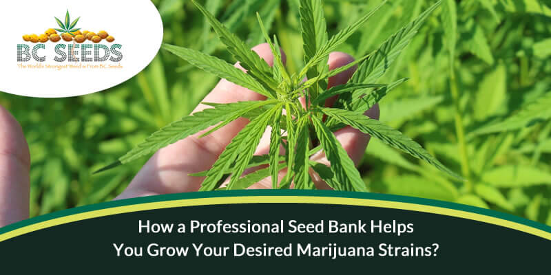 How a Professional Seed Bank Helps You Grow Your Desired Marijuana Strains?