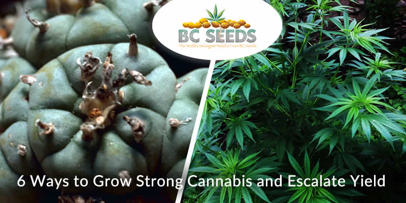 6 Ways to Grow Strong Cannabis and Escalate Yield