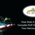 How Does A High THC Cannabis Puff Help You Relax Your Nervous System