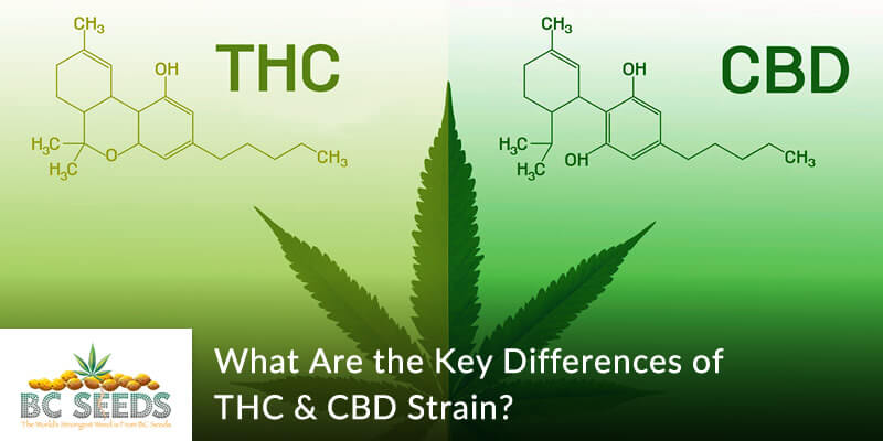 What Are the Key Differences of THC & CBD Strain?