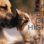 Cannabis and your pets – can they get high?