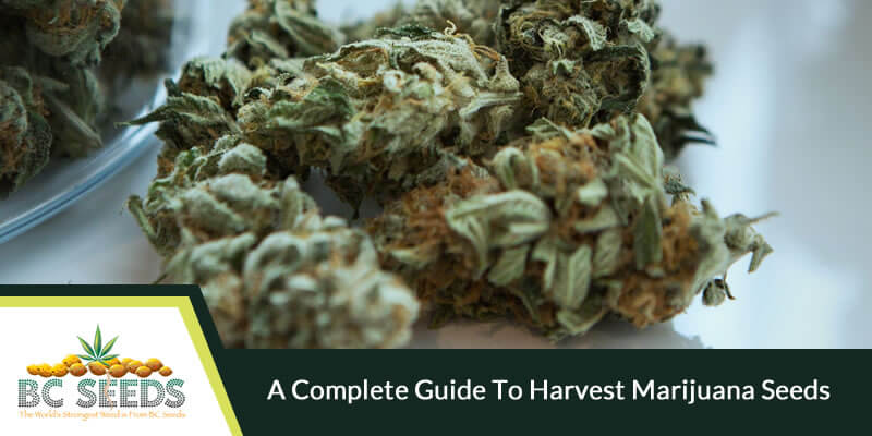 A complete guide to harvest marijuana seeds