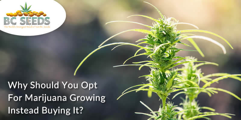 Why Should You Opt for Marijuana Growing Instead Buying it