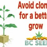 Avoid clones for a better grow