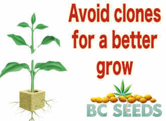 Avoid clones for a better grow
