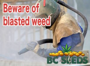 Beware of blasted weed