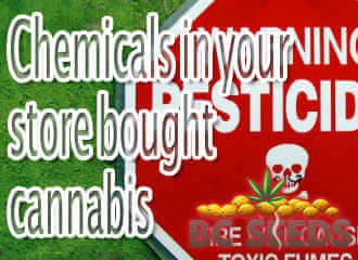 Chemicals in your store bought cannabis