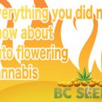 Everything you did not know about auto flowering cannabis