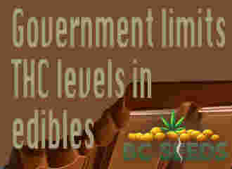 Government limits THC levels in edibles