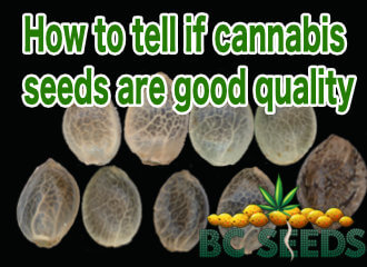 How to tell if cannabis seeds are good quality