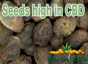 Seeds high in cannabidoil