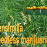 Sensimilla seedless marijuana