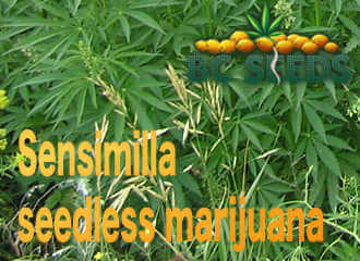 Sensimilla seedless marijuana