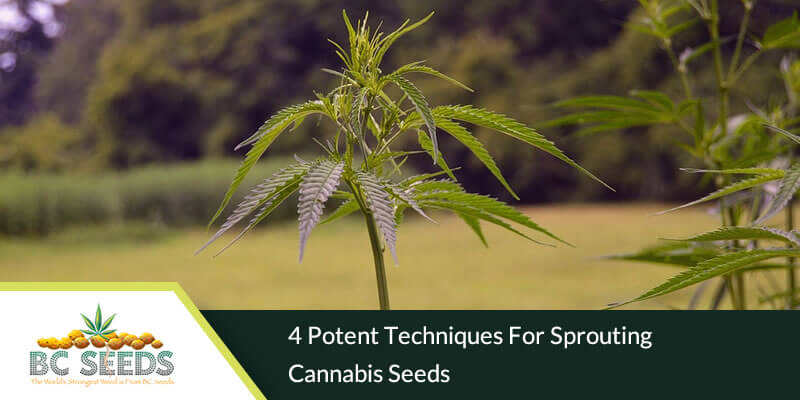 4 Potent Techniques for Sprouting Cannabis Seeds