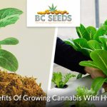 9 Key Benefits Of Growing Cannabis With Hydroponics