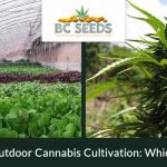 Indoor Vs Outdoor Cannabis Cultivation Which Is Better