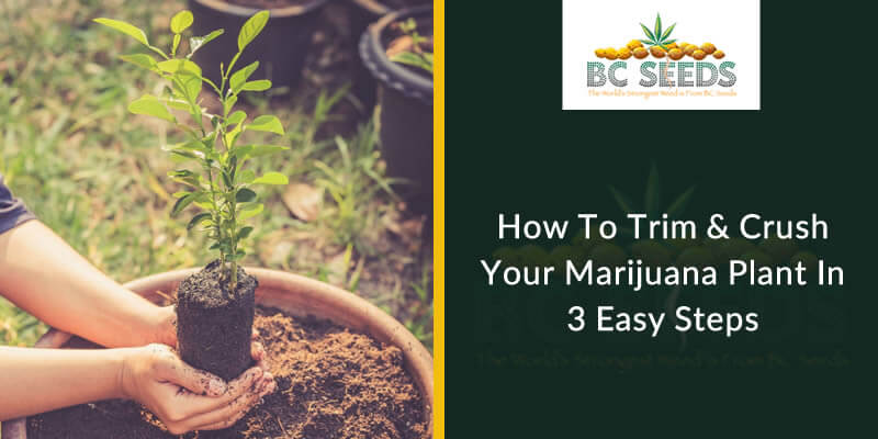 How To Trim & Crush Your Marijuana Plant In 3 Easy Steps