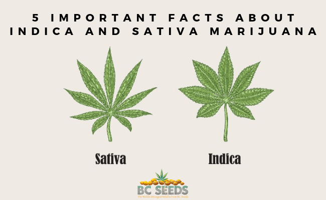 5 Important Facts About Indica And Sativa Marijuana
