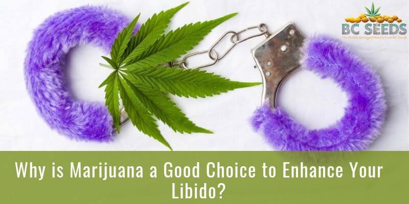 Why is Marijuana a Good Choice to Enhance Your Libido
