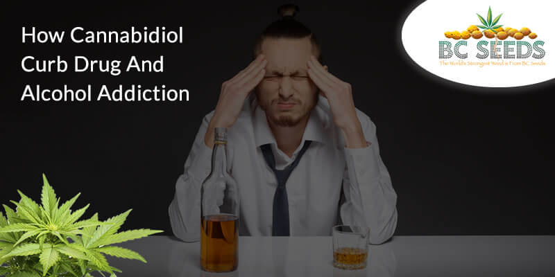 How Cannabidiol Curb Drug And Alcohol Addiction