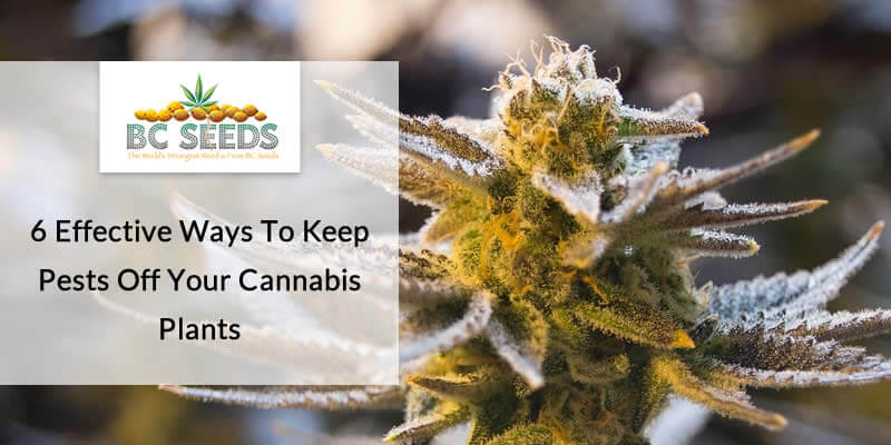 6 Effective Ways To Keep Pests Off Your Cannabis Plants