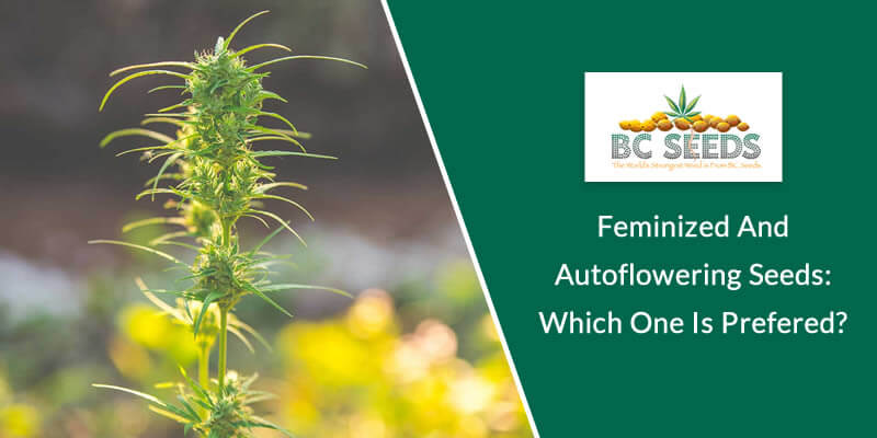 Feminized And Autoflowering Seeds Which One Is Prefered
