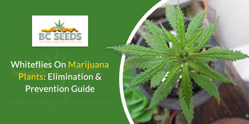Whiteflies On Marijuana Plants Elimination & Prevention Guide
