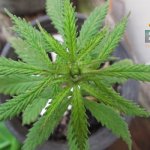 4 Benefits Of Growing Marijuana Yourself!