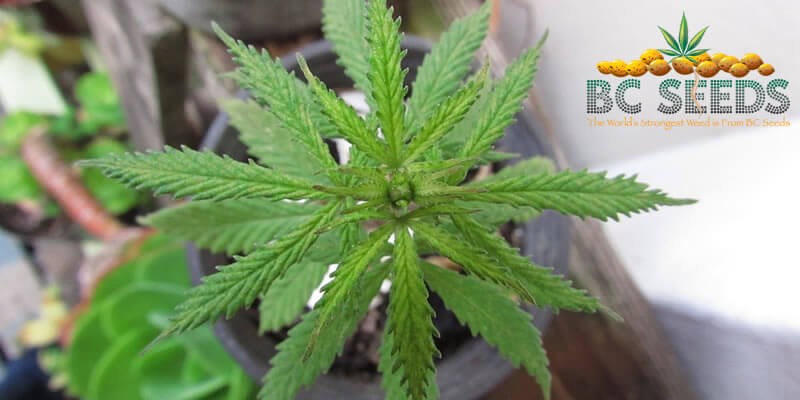 4 Benefits Of Growing Marijuana Yourself!