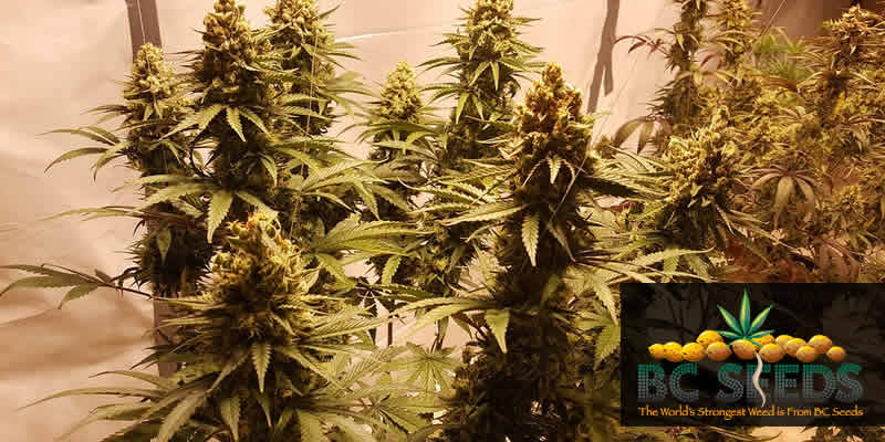 Growing Cannabis 5 Things You Should Know!